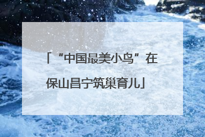 “中国最美小鸟”在保山昌宁筑巢育儿