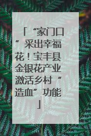 “家门口”采出幸福花！宝丰县金银花产业激活乡村“造血”功能