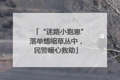 “迷路小狍崽”落单蜷缩草丛中，民警暖心救助
