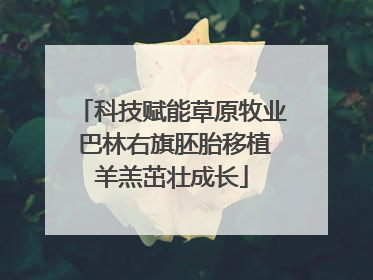 科技赋能草原牧业 巴林右旗胚胎移植羊羔茁壮成长