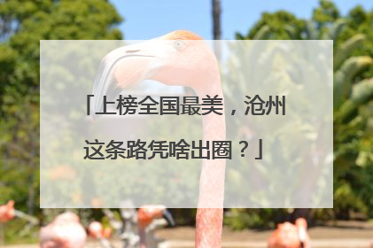 上榜全国最美，沧州这条路凭啥出圈？