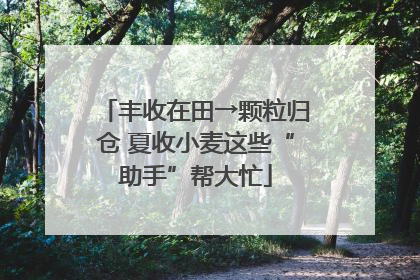 丰收在田→颗粒归仓 夏收小麦这些“助手”帮大忙