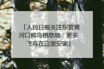 人民日报关注东营黄河口候鸟栖息地：更多飞鸟在这里安家