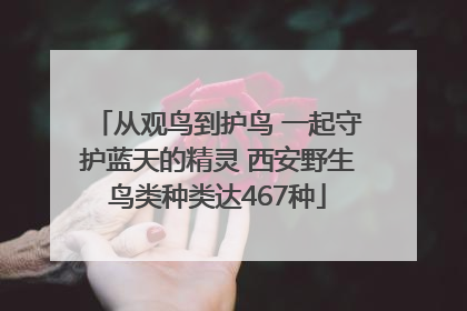 从观鸟到护鸟 一起守护蓝天的精灵 西安野生鸟类种类达467种