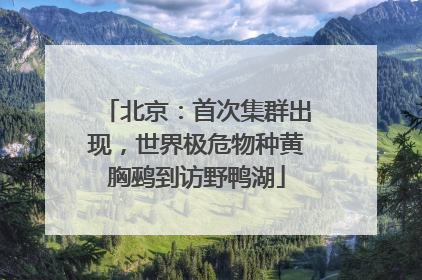 北京：首次集群出现，世界极危物种黄胸鹀到访野鸭湖