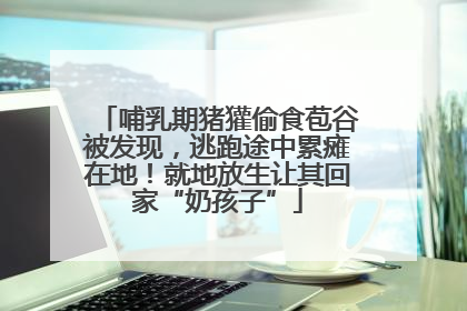 哺乳期猪獾偷食苞谷被发现，逃跑途中累瘫在地！就地放生让其回家“奶孩子”