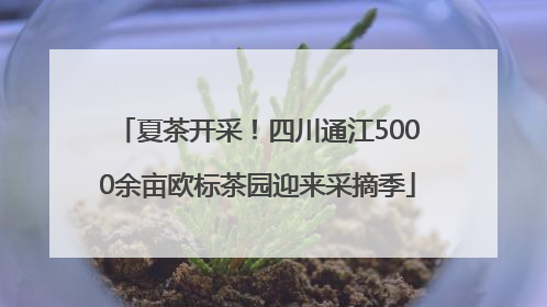 夏茶开采！四川通江5000余亩欧标茶园迎来采摘季