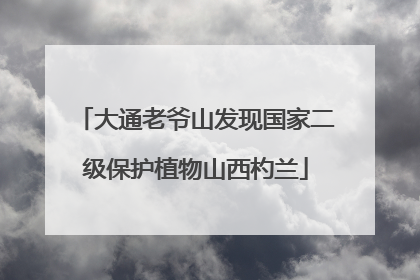 大通老爷山发现国家二级保护植物山西杓兰