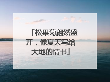 松果菊翩然盛开，像夏天写给大地的情书
