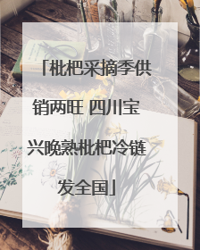 枇杷采摘季供销两旺 四川宝兴晚熟枇杷冷链发全国