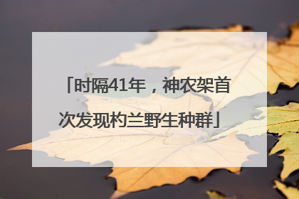 时隔41年，神农架首次发现杓兰野生种群