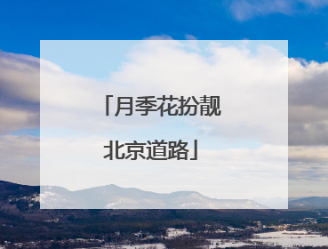 月季花扮靓北京道路