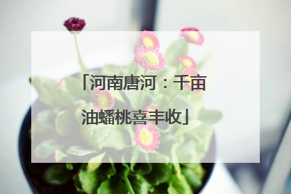 河南唐河：千亩油蟠桃喜丰收