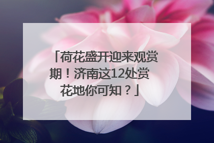 荷花盛开迎来观赏期！济南这12处赏花地你可知？