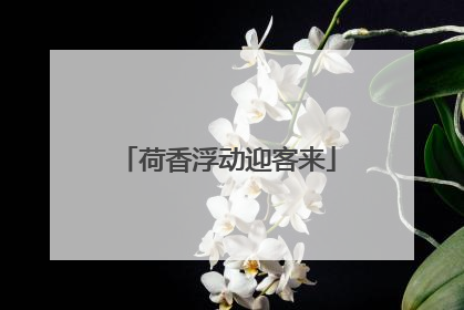 荷香浮动迎客来