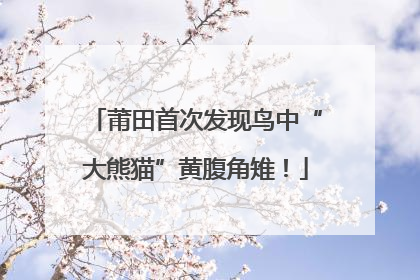 莆田首次发现鸟中“大熊猫”黄腹角雉！