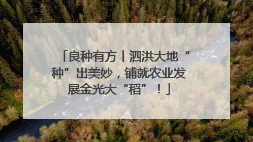 良种有方丨泗洪大地“种”出美妙，铺就农业发展金光大“稻”！