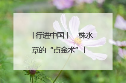 行进中国丨一株水草的“点金术”