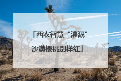 西农智慧“灌溉” 沙漠樱桃别样红