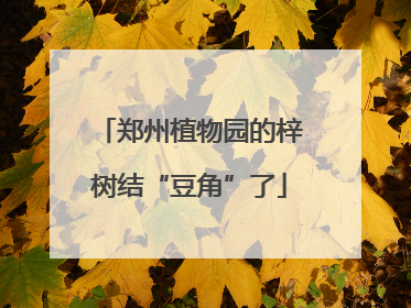 郑州植物园的梓树结“豆角”了