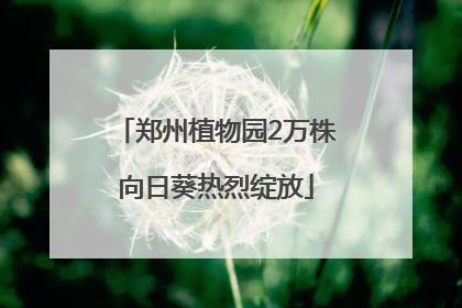 郑州植物园2万株向日葵热烈绽放