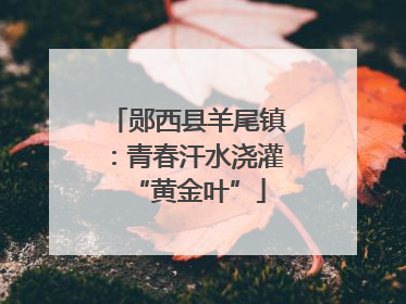 郧西县羊尾镇：青春汗水浇灌“黄金叶”