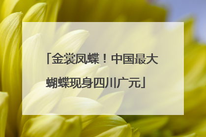 金裳凤蝶！中国最大蝴蝶现身四川广元