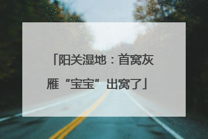 阳关湿地：首窝灰雁“宝宝”出窝了