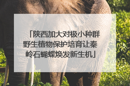 陕西加大对极小种群野生植物保护培育让秦岭石蝴蝶焕发新生机