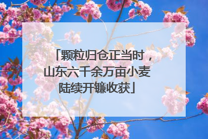 颗粒归仓正当时，山东六千余万亩小麦陆续开镰收获
