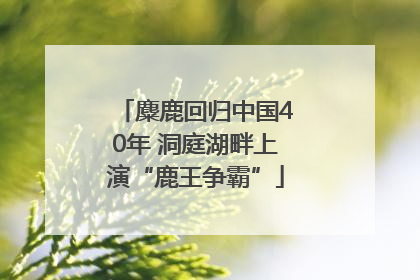 麋鹿回归中国40年 洞庭湖畔上演“鹿王争霸”